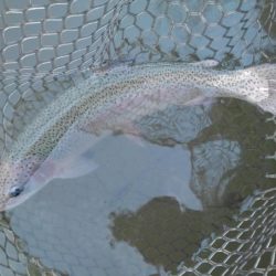 大安トラウトレイク 釣果